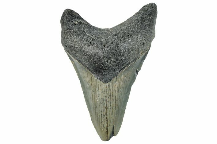Fossil Megalodon Tooth - North Carolina #295090